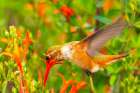 USA, New Mexico. Rufous hummingbird feeding on flower. Art Print